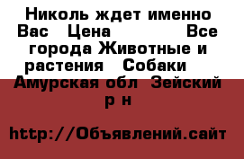 Николь ждет именно Вас › Цена ­ 25 000 - Все города Животные и растения » Собаки   . Амурская обл.,Зейский р-н